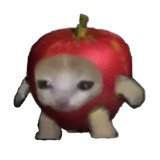 Where Buy Apple Cat