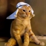 Where Buy Arab cat