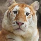 Where Buy Ava The Golden Tiger