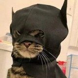 Where Buy batcat