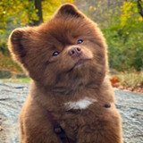 Where Buy Bertram The Pomeranian