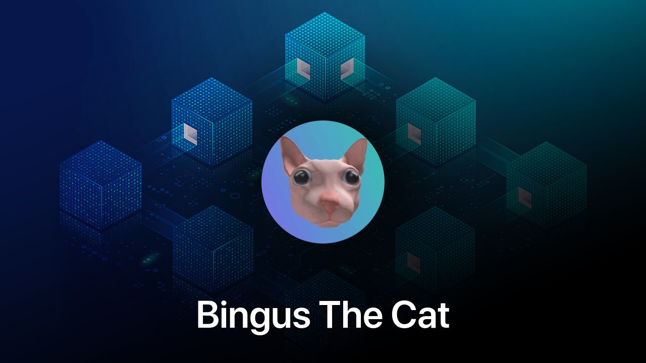 Where to buy Bingus The Cat coin