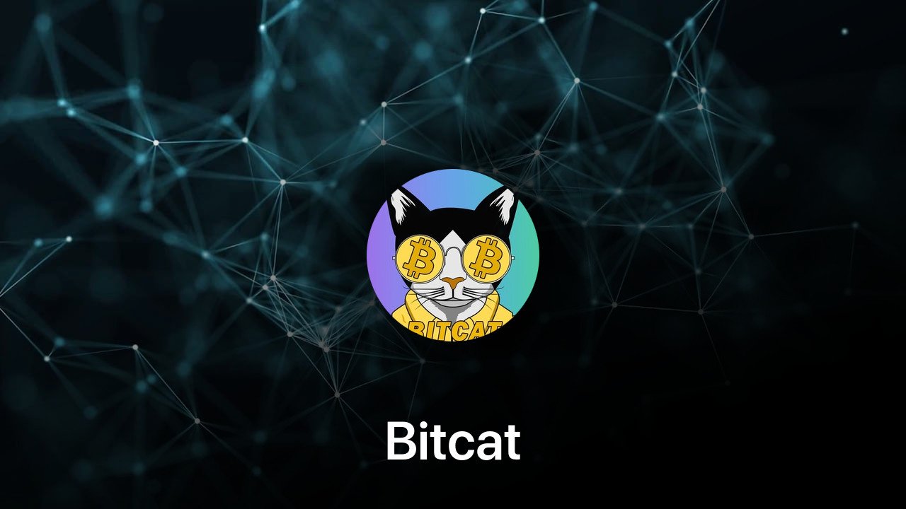 Where to buy Bitcat coin