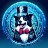 Where Buy BorderCollieBSC