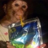 Where Buy Caprisun Monkey