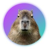 Where Buy Capybara