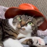 Where Buy Cat Wif Hat