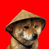 Where Buy Chinese Doge Wow