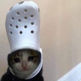 Where Buy croc cat