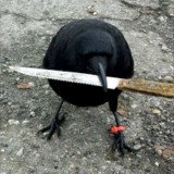 Where Buy crow with knife