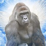 Where Buy CTO Harambe