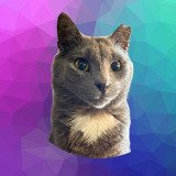 Where Buy DIAMOND The Cat Coin