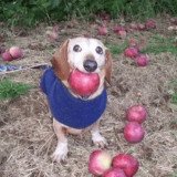 Where Buy dog with apple in mouth