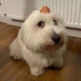 Where Buy dog with egg on head