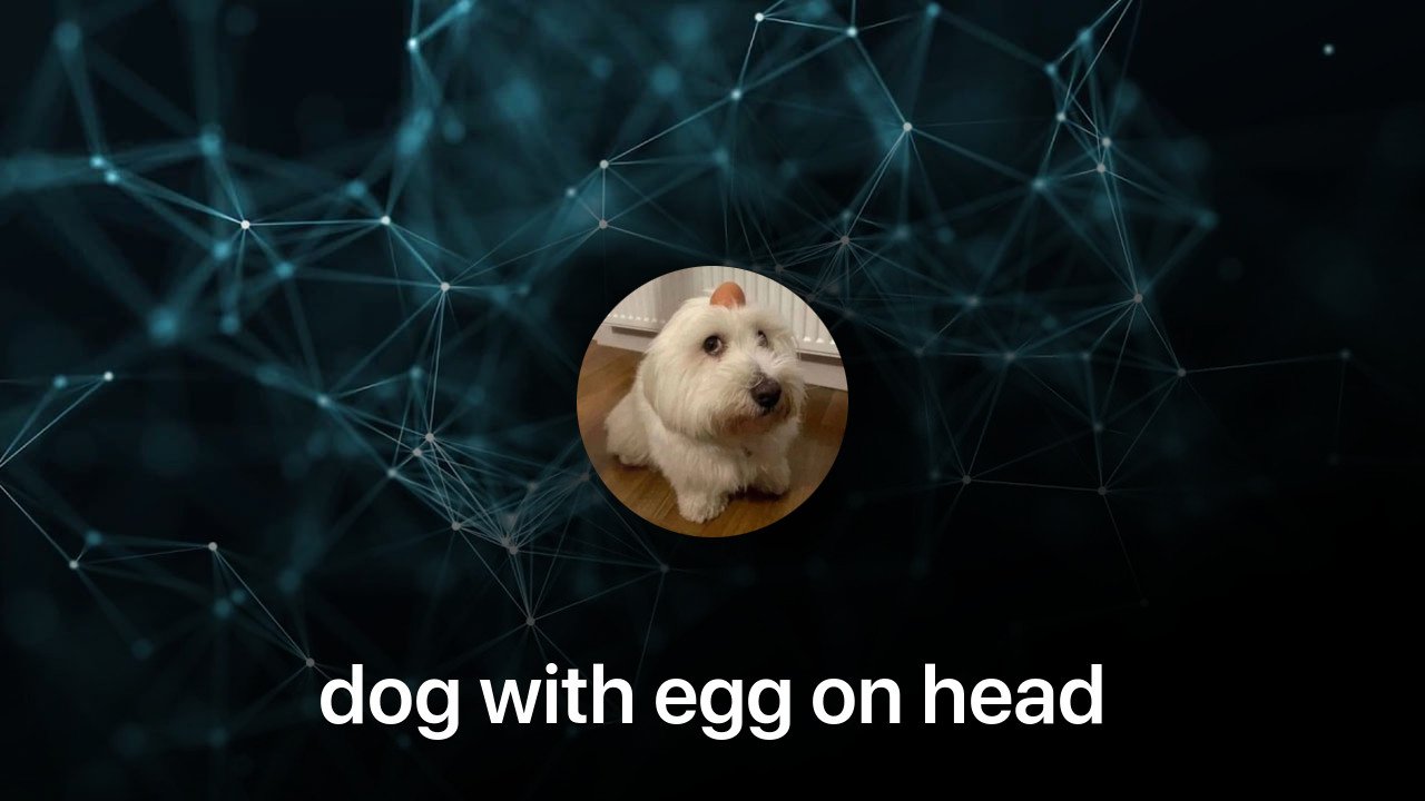 Where to buy dog with egg on head coin