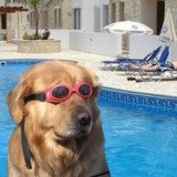 Where Buy doginthpool