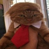 Where Buy DONALDCAT