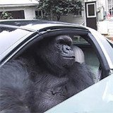 Where Buy Gorilla In A Coupe