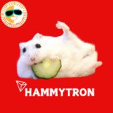 Where Buy HAMMY